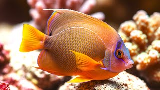 Ocean Dream Aquarium – Soft Music for Relaxation & Inner Peace screenshot 3