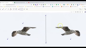Bird photography and Transformation Geometry using Geogebra