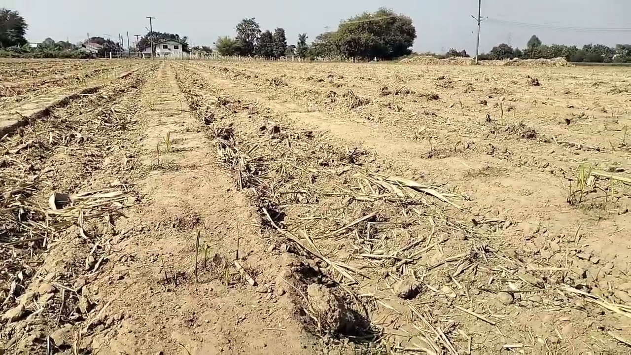 EP.2ติดตาม งานตัดแต่งตออ้อย ดูหน่ออ้อยหลังจากที่ตัด??