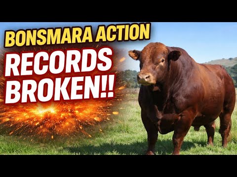 Bonsmara Bull Record 4.4 Million Wolrd Records #upgeorgebonsmara - YouTube