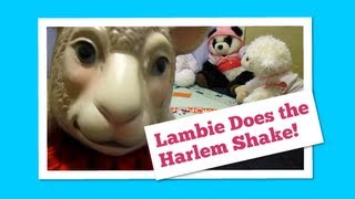 #265: Lambie Does the Harlem Shake - LambCam