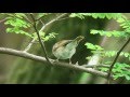 エゾムシクイ（1）さえずりと地鳴き - Sakhalin leaf-warbler - Wild Bird - 野鳥 動画図鑑