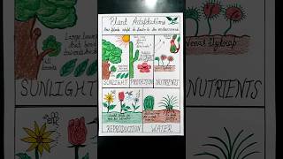 Make a beautiful chart on topic-Plants Adaptations👌👌👍👍