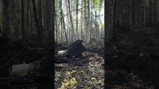 TYM Tractor VS Stump