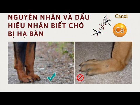 Nguyên nhân và dấu hiệu nhận biết chó bị hạ bàn