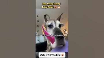 Dog Using Funny Face Filter 😂🐶 | Funniest Dog Facial Expressions Ever!