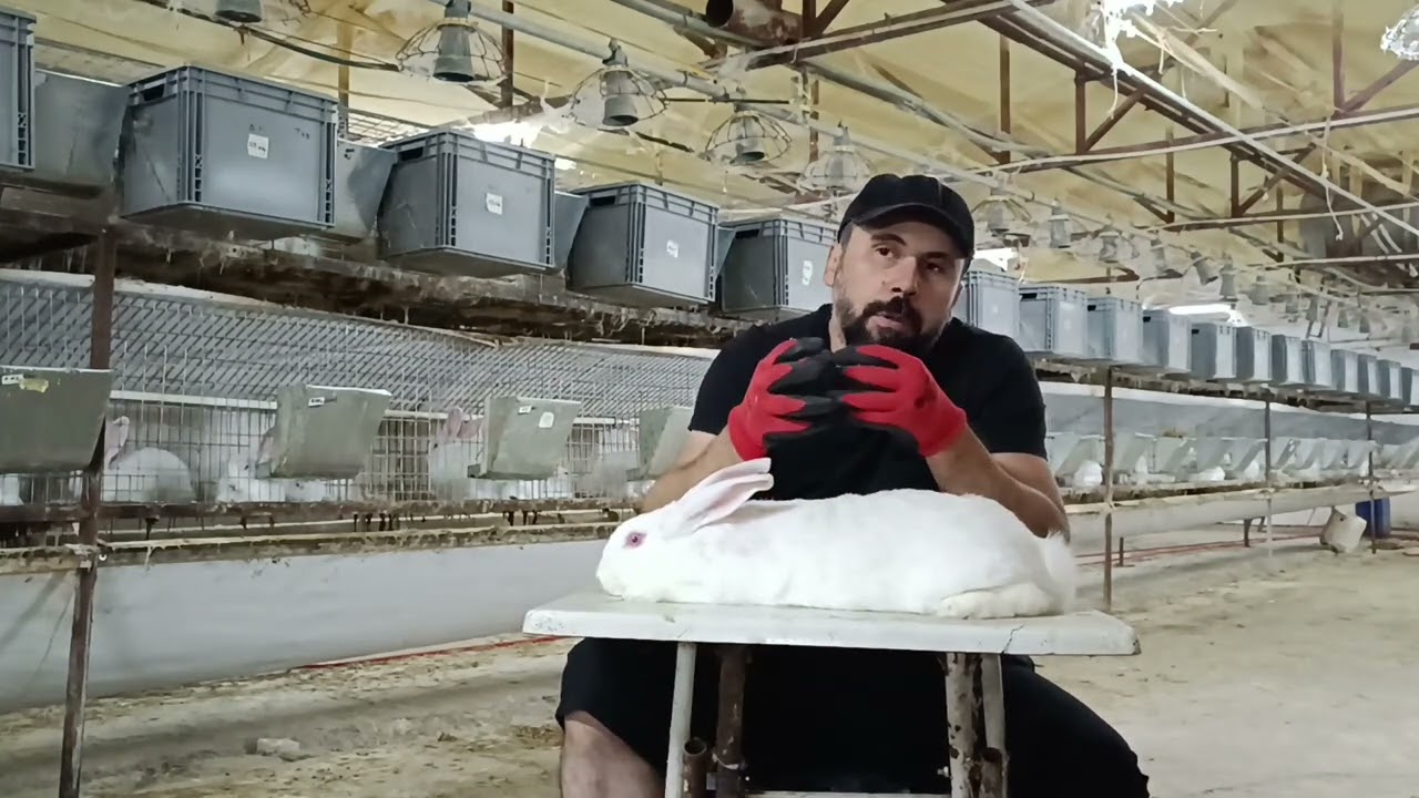 Etlik Tavşan Üretimi Yeni Başlayacaklar Alırken Nelere Dikkat Etmeli..