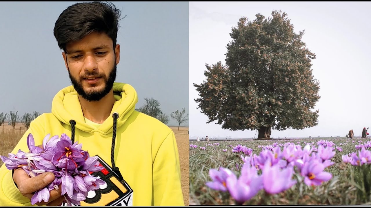 Saffron Cultivation Kashmir 😍😱 pampore the city of saffron the faiz