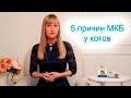 ☛ Мочекаменная болезнь (МКБ) у котов: 5 причин