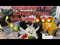 Обзор орхидей на СКЛАДЕ/самочувствие Гигантей/ПЕРЕСАДКА/ПОЛИВ/Смотреть до конца/ОРХИДЕИ РАДУЮТ