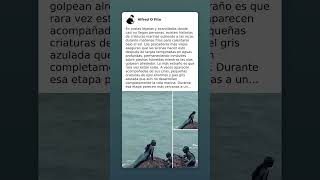 En Facebook como: Alfred o Fito