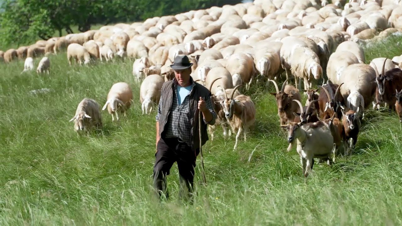 BRENTA, PASCOLI DI PRADA: LA PECORA CUSTODE DEL PAESAGGIO