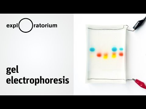 Easy method for separating charged molecules | Gel Electrophoresis - Science Snacks