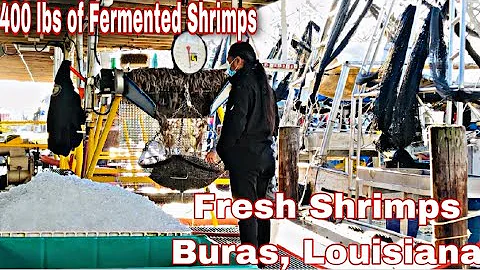 400 lbs of Buras Louisiana fresh shrimps