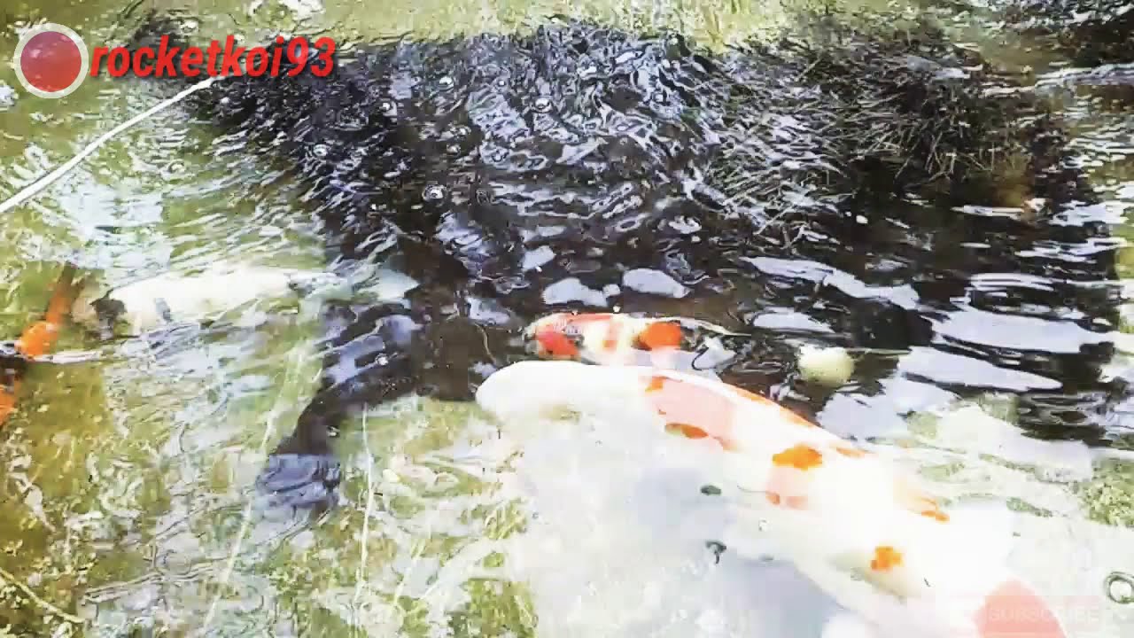 #petanikoi PROSES PEMIJAHAN IKAN KOI DI KOLAM SEDERHANA - YouTube