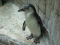 江戸川区自然動物園　フンボルトペンギンの赤ちゃん　ちくわちゃん