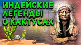 Индейские Легенды о Кактусах. Мифы о кактусах. Уход за кактусом.