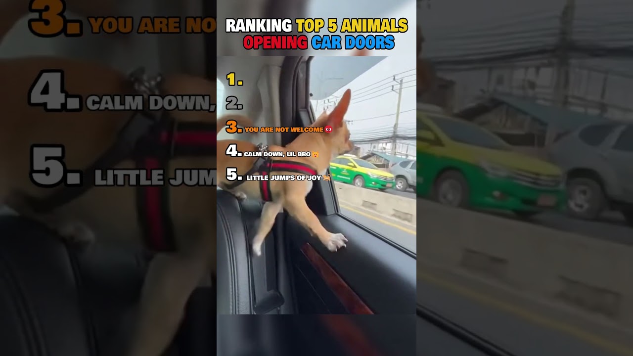 Ranking Top 5 Animals Opening Car Doors🚪