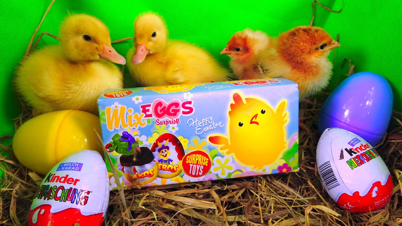 Live chickens and Ducks opening Kinder Surprise Eggs Easter Edition