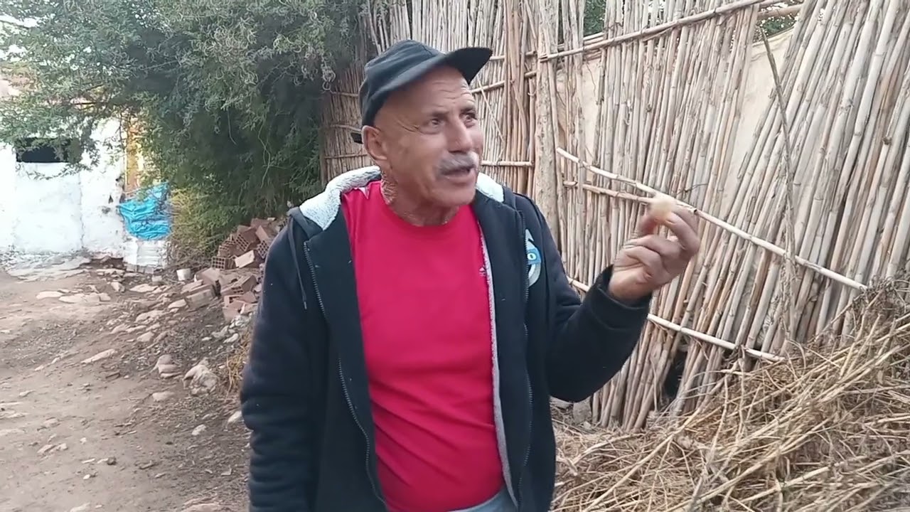 دجاج 🐔 ياكل عند عمي حماد و يولد البيض🥚 عند الجيران 🤣🤣🤣