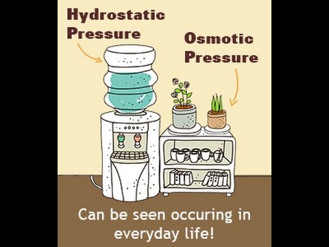 Hydrostatic Pressure Vs  Osmotic Pressure