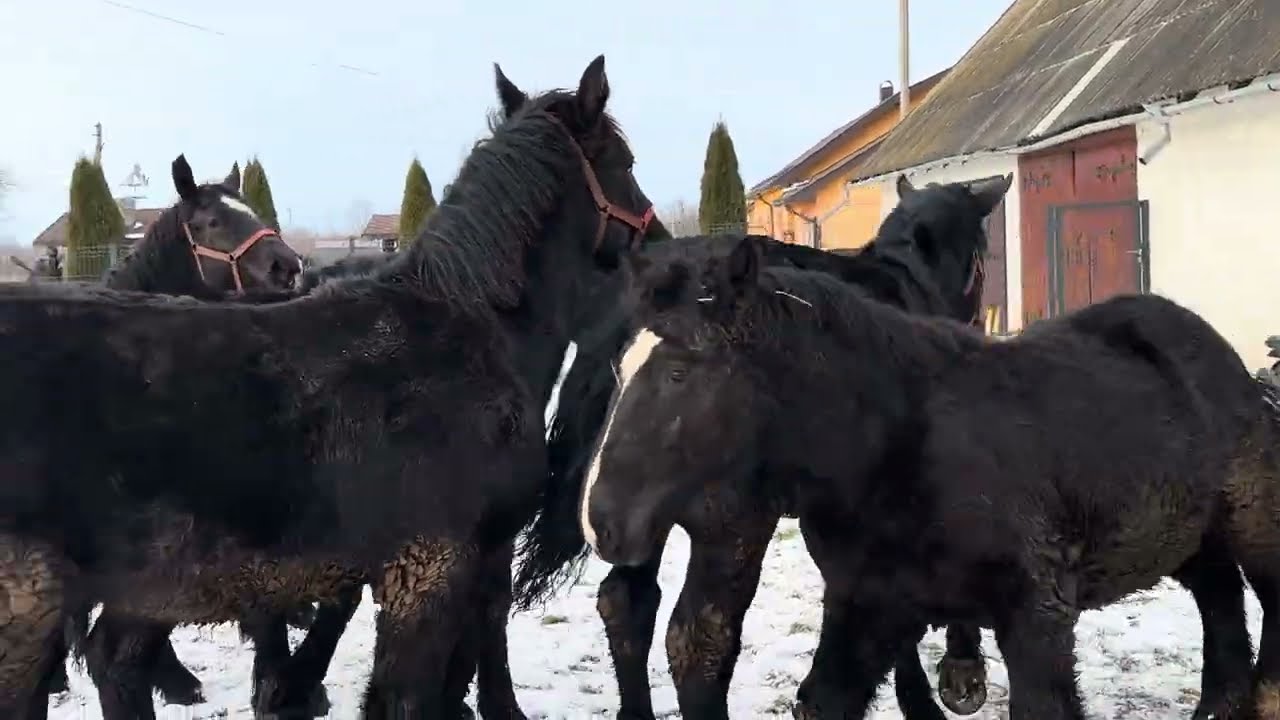 Великий Вибір Лошат на Продажу