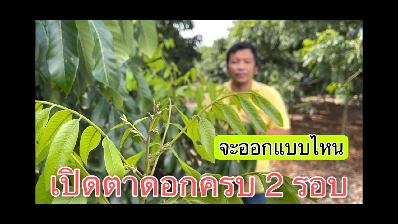 เปิดตาดอกครบ 2 รอบดอกออกแบบไหน?