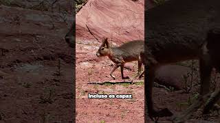 Así es la Mara Patagónica: Una Liebre Fascinante muy Curiosa