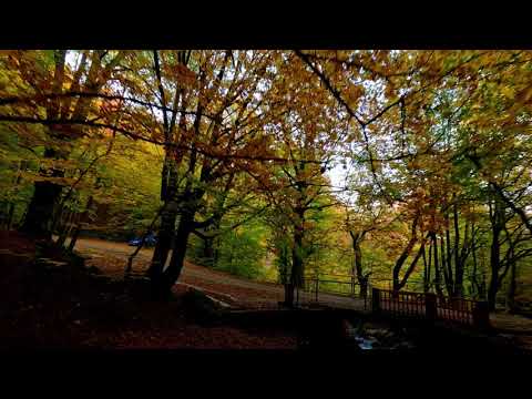 Golden autumn -