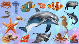 Learn SEA ANIMALS NAME In English For All