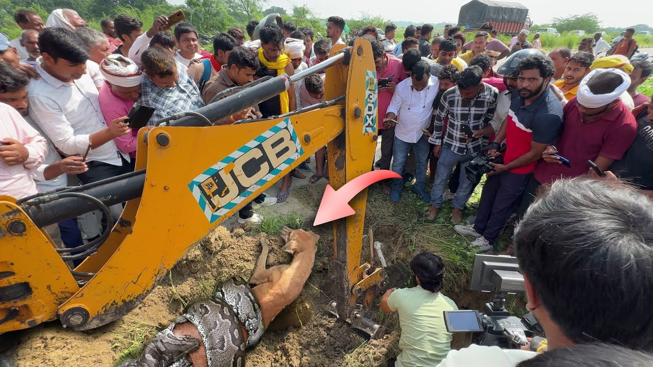 नेशनल हाईवे के किनारे, जब कुत्ते को अजगर ने पकड़ लिया था, फिर कैसे बचाई गई कुत्ते की जान...😱🥹Rescue