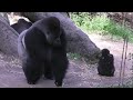 ハオコ劇場３　ハオコの恋心＆リキの決意　上野動物園　ニシゴリラ