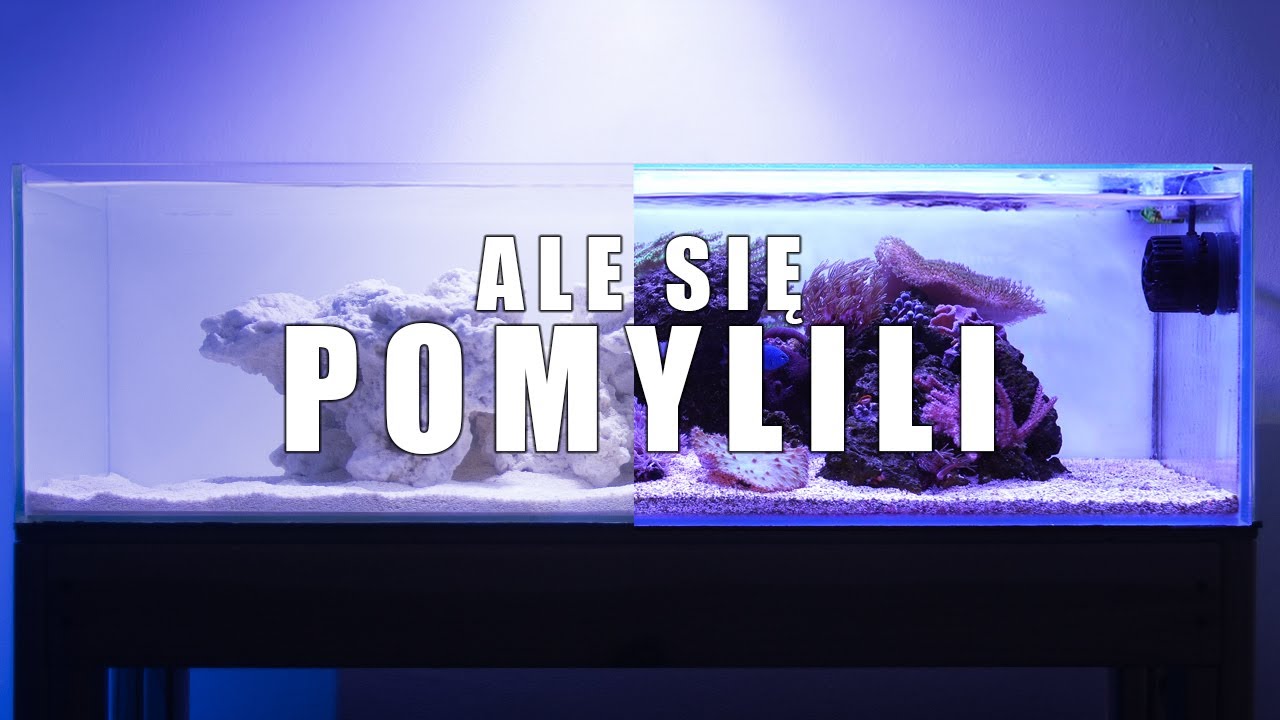 MOJE PIERWSZE AKWARIUM RAFOWE – DZIEŃ 1 DO 365 - ROK