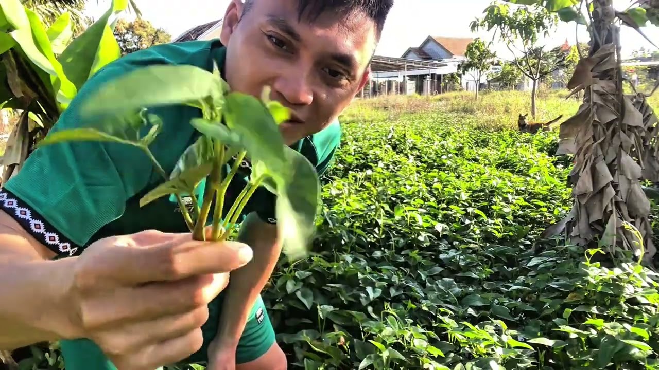 Sau Tết thiếu chất xơ, ra ngoài vườn hái ít rau muống nước tự mọc để xào tỏi ăn trưa thôi. |Tập 8|