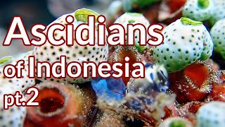 Ascidians of Indonesia Ep.2