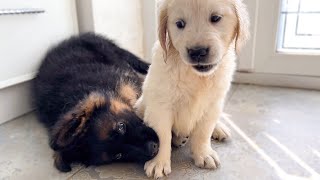 Funny German Shepherd Puppy and Cute Golden Retriever Puppy Playing