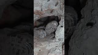 Check Out The Full Video Opal Hunter Vs The Earth Now On Our Channel