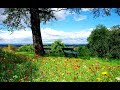 Otto Pascal - Toata natura (OfficialAudio)