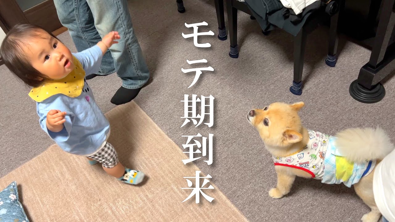 赤ちゃんと愛犬からモテモテの父親が羨ましい 笑 Youtube