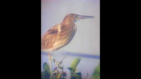 Cò lửa cò - cò rán 2 : ngáp