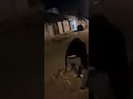 این کونه یا هلو    