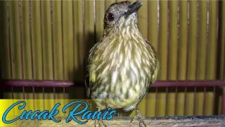 Download lagu SUARA BURUNG Suara Burung Cucak Rawis Gacor SUARA BURUNG Suara Burung Cucak Rawis Gacor