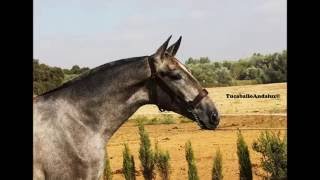 Hija De Judio Vii, Pura Raza Española