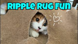 Cute Cat Antics Dive Into Fun With The Ripple Rug