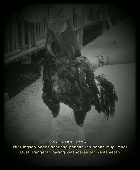 #story wa Ayam Bangkok...