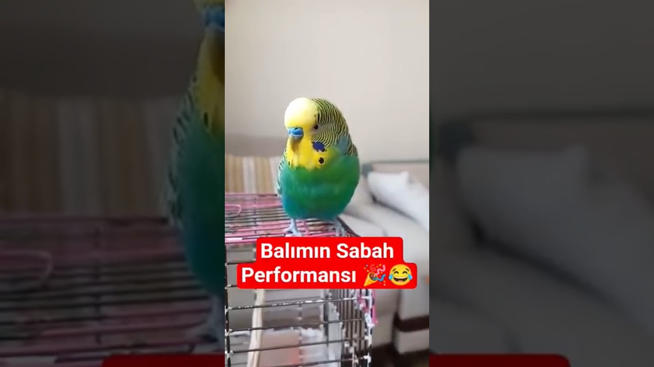 Balımın Sabah Performansı #muhabbetkuşu #birds #parrot #birdsong #budgies #parakeet #love #cute
