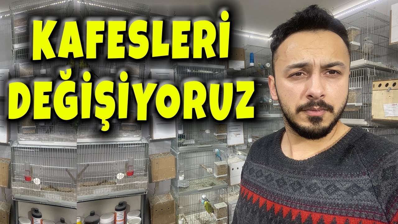 ÜRETİMHANE DEĞİŞİYOR ! SHOW MUHABBET KUŞU VE LACEWİNG JAPONES ÜRETİMİ