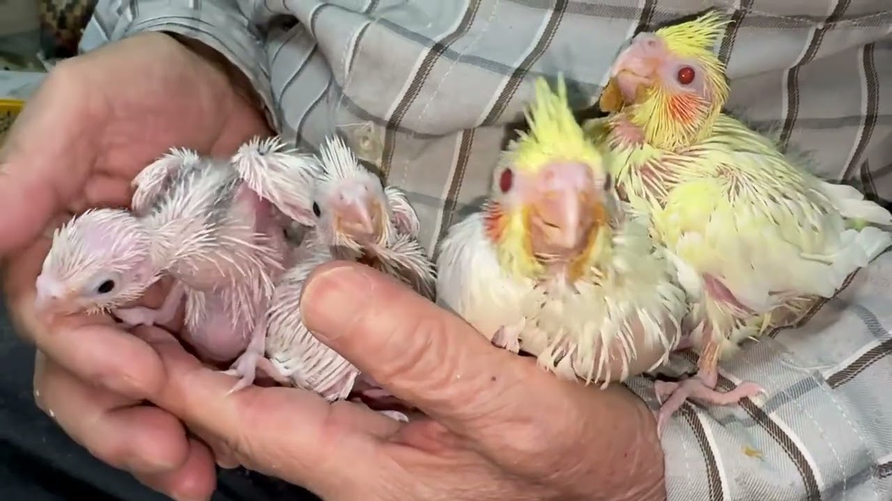 オカメインコが仲間入りしました。 - 福岡 ペットミッキンのホームページ