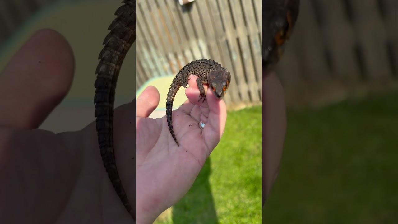 Prehistoric looking lizard! #prehistoric #reptiles #lizard #pets #redeye #shorts #reptilekeeper