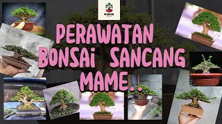 Download Lagu Bonsai Sancang Mame Dan Cara Perawatannya‼️ #bonsai #sancang MP3